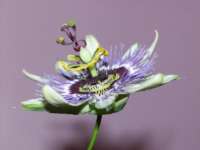 Passion Flower